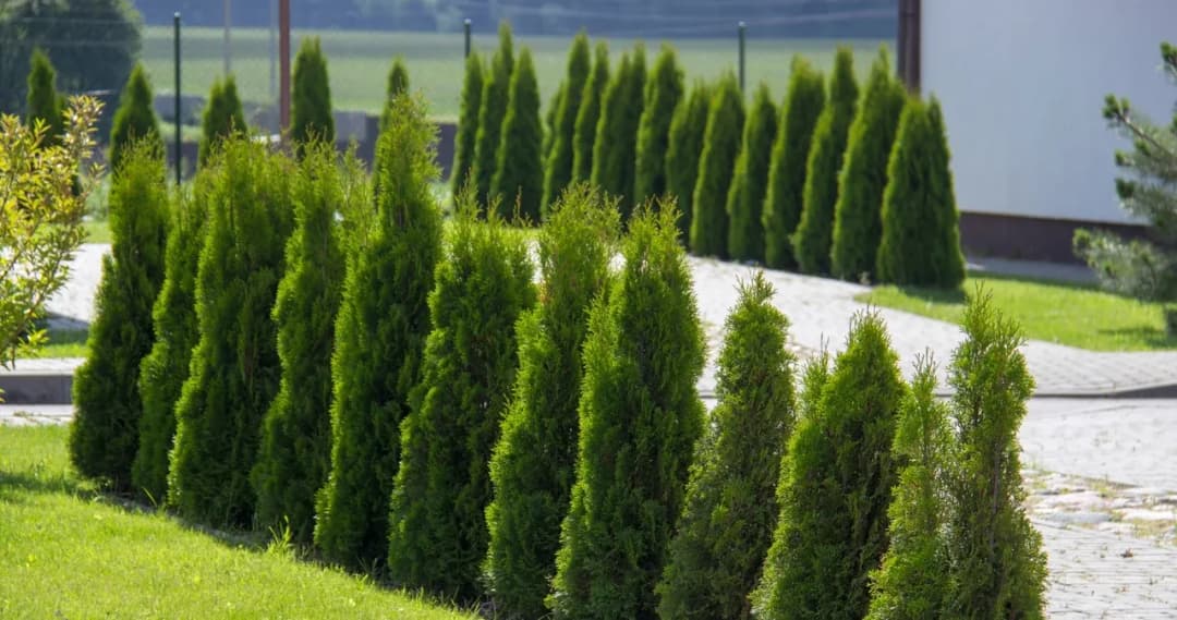 Co ile sadzić tuje? Sekrety pięknego żywopłotu w ogrodzie