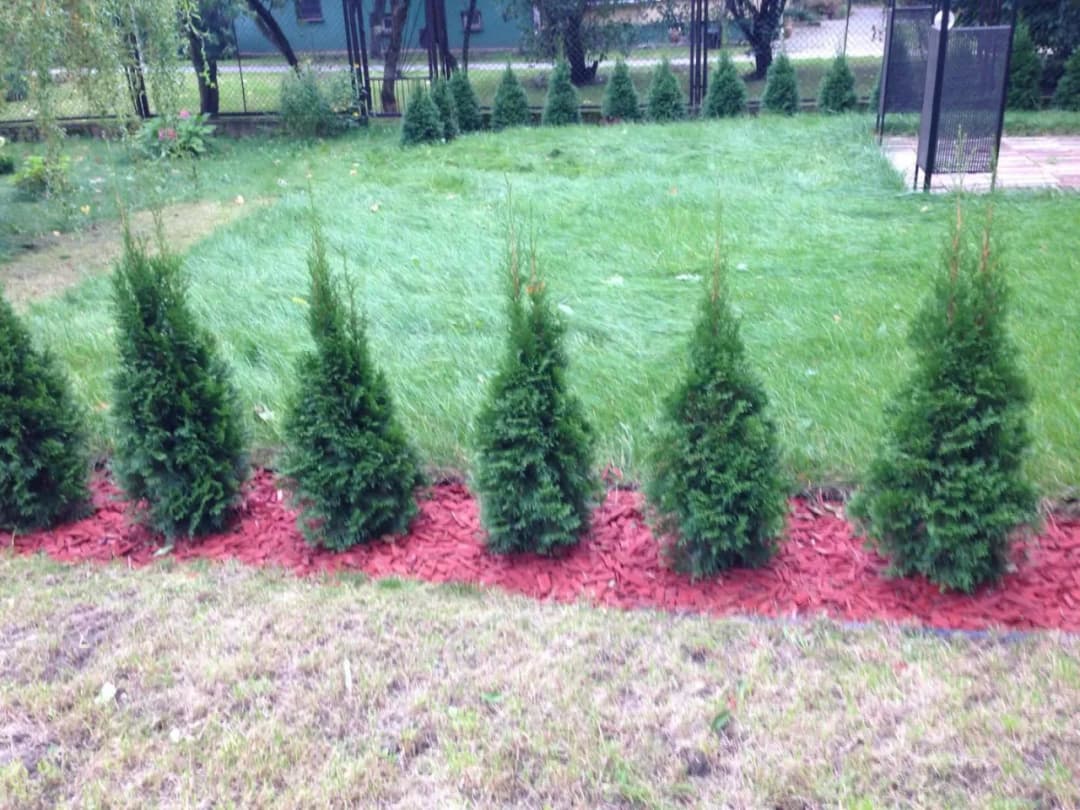 Kora czy kamień pod tuje? Co lepsze dla Twojego ogrodu?